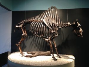 Antique Bison Skeleton