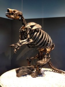 Ground Sloth Skeleton