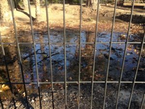 Tar Pit Behind Fence