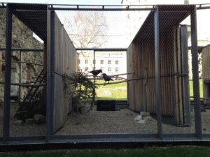 Raven Enclosure