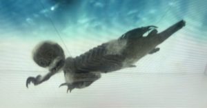 A Fiji Mermaid in Florida
