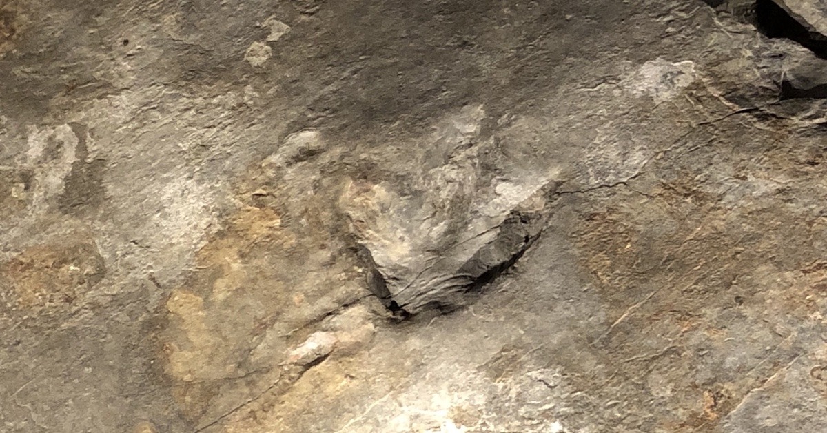 Fossil Tracks at Dinosaur State Park