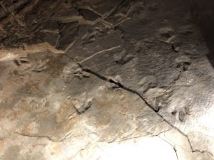 Three-toed tracks in stone