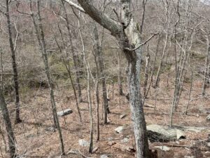 Woods with train tracks in distance